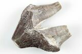 Fossil Primitive Whale (Pappocetus) Premolar - Morocco #215128-1